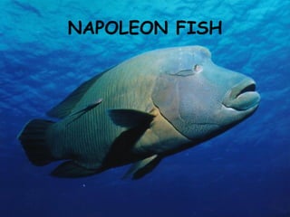NAPOLEON FISH 