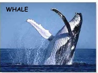 WHALE 