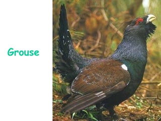 Grouse 