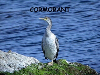 CORMORANT 