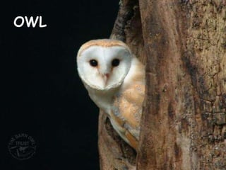 OWL 