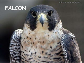 FALCON 