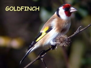 GOLDFINCH 