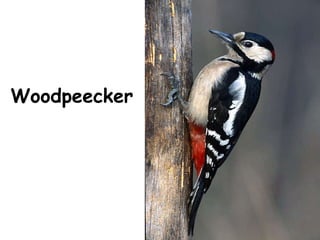 Woodpeecker 