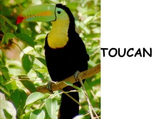 TOUCAN 