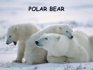POLAR BEAR 