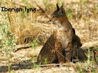 Iberian lynx 