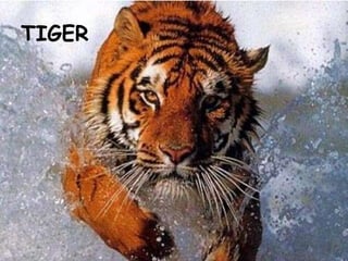 TIGER 