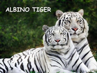 ALBINO TIGER 