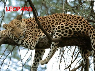 LEOPARD 