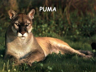 PUMA 