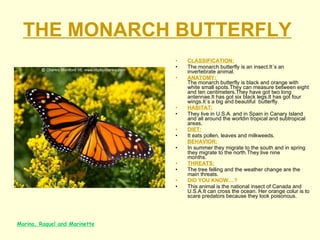 THE MONARCH BUTTERFLY   CLASSIFICATION: The monarch butterfly is an insect.It´s an invertebrate animal. ANATOMY:     The monarch butterfly is black and orange with white small spots.They can measure between eight and ten centimeters.They have got two long antennae.It has got six black legs.It has got four wings.It´s a big and beautiful  butterfly. HABITAT: They live in U.S.A. and in Spain in Canary Island and all around the worldin tropical and subtropical areas. DIET: It eats pollen, leaves and milkweeds.   BEHAVIOR: In summer they migrate to the south and in spring they migrate to the north.They live nine months.                            THREATS: The tree felling and the weather change are the main threats. DID YOU KNOW....? This animal is the national insect of Canada and U.S.A.It can cross the ocean. Her orange colur is to scare predators because they look poisonous.   Marina, Raquel and Marinette 