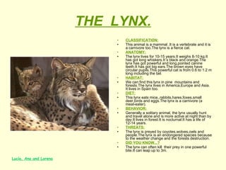 THE  LYNX. CLASSIFICATION: This animal is a mammal .It is a vertebrate and it is a carnivore too.The lynx is a fierce cat.  ANATOMY: The lynx lives for 10-15 years.It weighs 8-10 kg.It has got long whiskers.It´s black and orange.The lynx has got powerful and long,pointed canine teeth.It has got big ears.The brown eyes have circular pupils.This powerful cat is from 0.6 to 1.2 m long including the tail. HABITAT: We can find this lynx in pine  mountains and forests.The lynx lives in America,Europe and Asia. It lives in Spain too. DIET: This lynx eats mice,,rabbits,hares,foxes,small deer,birds and eggs.The lynx is a carnivore (a meat-eater). BEHAVIOR: Generally a solitary animal, the lynx usually hunt and travel alone and is more active at night than by day.It lives in forest.It is nocturnal.It has a life of 12-14 years. THREATS: The lynx is preyed by coyotes,wolves,owls and people.The lynx is an endongered species because to the weather change and the forests destruction. DID YOU KNOW...? The lynx can often kill  their prey in one powerful bite.It can leap up to 3m. Lucía, Ana and Lorena 