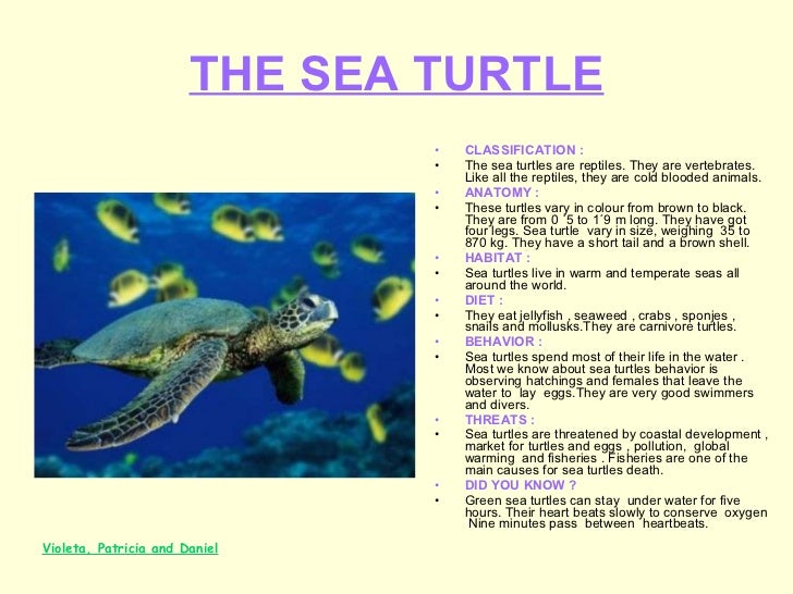 Green Sea Turtle Classification Chart
