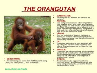   THE ORANGUTAN CLASSIFICATION: The orangutan is a mammal. It is similar to the humans. ANATOMY:  Most orangutans are around 1,5 m. long and they have very long arms . Adult males weigh between 50 kg - 100 kg and adult females weigh between 35 kg - 50 kg. The orangutans live for about 35 to 40 years . They have got a large body, a large head, a thick neck , very long , strong arms , short , bowed legs, no tail and his colour is brown. HABITAT: They live exclusively in Asia ( on the islands of Borneo and Sumatra). These apes mostly live in trees ( they are arboreal ) and swing from branch to branch using their arms.  DIET: Orangutans feed mainly on fruits, especially wild figs. They also eat other kind of vegetation and insects, small vertebrates and bird eggs. So they are omnivores. BEHAVIOR: Orangutans are solitary creatures . Adult males live alone and only come together with females to mate. The females live with their young. Occasionally, adults live with other adults for short periods in small temporary groups.  THREATS: The animal that is the biggest threat for the orangutan is man ( who uses its habitat and sells young orangutans as pets) And another threat is the destruction of forest. Javier, Héctor and Francho DID YOU KNOW? The word orangutan comes from the Malay words orang  ( man ) and hutan ( forest ), ´´man of the forest´´. 