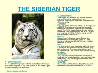 THE SIBERIAN TIGER CLASSIFICATION:   This animal is a mammal. It is a warm blooded animal. The animal eats meat so it is a carnivore. The Siberian tiger is the largest member of the cat family ANATOMY: It is a big animal.It mesures 1,to 2,7 m. It weighs up to 230 kg. The colours go from white to orange brown with grey stripes. The ears are small and round. They have a black back and white spots in the middle. Male Siberian tigers are up 3.3 m long and weigh up to 300kg. Females are up to 2,6m long and weigh up to 165kg HABITAT: We can find the Siberian tiger in Siberia, the northeastern of Russia,in the centre of China, Sumatra, Indochina and India.There are no tigers like these in Africa.  DIET:   The Siberian tiger main prey is the wild boar,though it also feeds red deer and domestic animals: dogs pigs and sheep . They also eat antelopes and young elephants. The siberian tiger is a fast-moving carnivore. BEHAVIOR: They live in mountains and conifer forest and in areas with tall grass where they can hide when they are hunting. They are very good swimmers and they like water. THREATS: The humans look for their fur. Illegal hunting and deforestation are taking them to risk of extintion. DID YOU KNOW? The Siberian Tiger is a nocturnal animal.Tigers have eyes  that are the brightest of any other animals in  the world. Tigers mark the terrytory with their urine.  David, Sandra and Jorge 