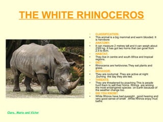 THE WHITE RHINOCEROS CLASSIFICATION: This animal is a big mammal and warm blooded. It is hervibore ANATOMY: It can measure 2 metres tall and it can weigh about 2300 kg .It has got two horns that can grow from 2,5 to 8cm. HABITAT: They live in centre and south Africa and tropical regions. DIET: Rhinoceros are herbivores.They eat plants and grass. BEHAVIOR: They are nocturnal .They are active at night .Durning  the day they are lied. THREATS: They are threatened by poaching This is people hunt them to sell their horns. Rhinos  are among the most endangered species  on Earth because of the weather change too. DID YOU KNOW?  White Rhinos have bad eyesight , good hearing and very good sense of smell  .White Rhinos enjoy mud baths.   Clara, Mario and Víctor 
