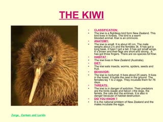 THE KIWI CLASSIFICATION:  The kiwi is a flightless bird form New Zealand. This bird lives in forests. The bird is a warm blooded animal. Kiwi is an omnivore.  ANATOMY: The kiwi is small. It is about 40 cm. The male weighs about 2 k and the females 3k. It has got a long beak, it hasn`t got a tail. It has got small wings. It`s brown and their legs are short and strong . It has got three fingers. There are six species tof Kiwi. HABITAT  :  The kiwi lives in New Zealand (Australia).  DIET: The kiwi eats insects, worms, spiders, seeds and fruit. BEHAVIOR: The kiwi is nocturnal. It lives about 25 years. It lives in the forest. It builds the nest in the ground. The females lay 1 to 2 eggs. They incubate them for 76 days. THREATS:  The kiwi is in danger of extiction. Their predators are the birds (eagle and falcon ) the dogs, the ferrets, the cats and the ermines. It is also in danger because of habitat destruction. DID YOU KNOW ? It is the national emblem of New Zealand and the males incubate the eggs.    Jorge, Carmen and Lorién 