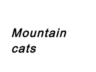 Mountain
cats
 