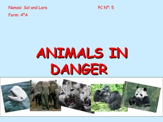 Names: Sol and Lara Form: 4ºA  ANIMALS IN DANGER  PC Nº: 5 
