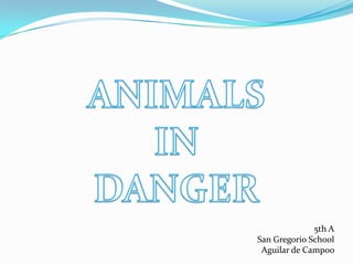 ANIMALS  IN  DANGER 5th A San Gregorio School Aguilar de Campoo  