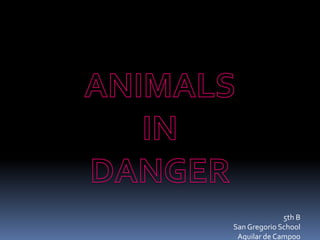 ANIMALS  IN  DANGER 5th B San Gregorio School Aguilar de Campoo  