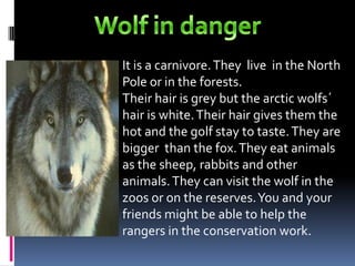 Wolf in dangerIt is a carnivore. They  live  in the North Pole or in the forests.Their hair is grey but the arctic wolfs´ hair is white. Their hair gives them the hot and the golf stay to taste. They are bigger  than the fox. They eat animals as the sheep, rabbits and other animals. They can visit the wolf in the zoos or on the reserves. You and your  friends might be able to help the rangers in the conservation work.