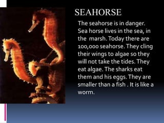 SEAHORSEThe seahorse is in danger. Sea horse lives in the sea, in  the  marsh. Today there are 100,000 seahorse. They cling their wings to algae so they will not take the tides. They eat algae. The sharks eat them and his eggs. They are  smaller than a fish . It is like a worm. 