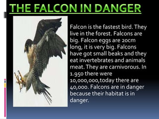 THE FALCON IN DANGERFalcon is the fastest bird. They live in the forest. Falcons are big. Falcon eggs are 20cm long, it is very big. Falcons have got small beaks and they eat invertebrates and animals meat. They are carnivorous. In 1.950 there were 10,000,000,today there are 40,000. Falcons are in danger because their habitat is in danger.