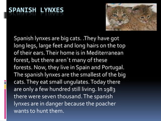 SpanishlynxesSpanishlynxes are bigcats. .Theyhavegotlonglegs, largefeetand longhairsonthe top of theirears. Their home is in Mediterraneanforest, buttherearen´tmany of theseforests. Now, theylive in Spain and Portugal. Thespanishlynxes are thesmallest of thebigcats. Theyeatsmallungulates. Todaythere are only a fewhundredstill living. In 1983 therewereseventhousand. Thespanishlynxesare in dangerbecausethepoacherwantstohuntthem. 