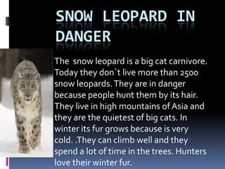 Snow leopard in dangerThesnowleopardis a bigcatcarnivore. Todaytheydon´tlive more than 2500 snowleopards. They are in dangerbecausepeoplehuntthembyitshair. Theylive in highmountains of Asia and they are thequietest of bigcats. In winteritsfurgrowsbecauseisverycold. .They can climbwell and theyspend a lot of time in thetrees. Hunters lovetheirwinterfur.