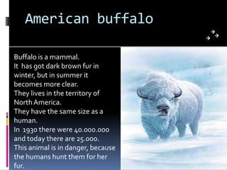 American buffaloBuffalois a mammal.It  has gotdarkbrownfur in winter, but in summeritbecomes more clear.Theylives in theterritory of  North America.Theyhavethesamesize as a human.In  1930 therewere 40.000.000 and todaythere are 25.000.This animal is in danger, becausethehumanshuntthemforherfur.