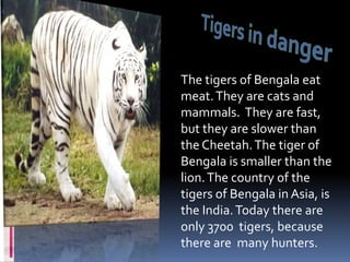 Tigers in dangerThe tigers of Bengala eat meat. They are catsand mammals.  They are fast, but they are slower than the Cheetah. The tiger of Bengala is smaller than the lion. The country ofthe tigers of Bengalain Asia, is  the India. Today there are only 3700  tigers, because there are  many hunters.