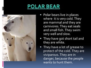 POLAR BEARPolar bearslive in places whereitisverycold. They are mammal and they are carnivores. Theyeatseals and smallfish. Theyswimverywell and slow.Theyhavegot short tail and they are white.Theyhavea lot of greasetoprotect of thecold. They are viviparous. They are in danger, becausethepeoplewantstohuntthem.