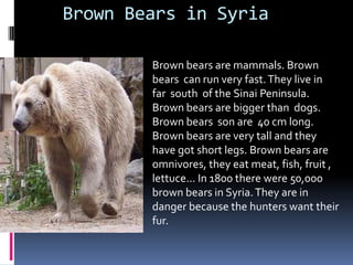Brown Bears in SyriaBrown bears are mammals. Brown bearscan runveryfast. Theylive in  far  south  of theSinaiPeninsula. Brown bears are bigger than  dogs.Brown bears  son are  40 cm long. Brown bears are very tall and they have got short legs. Brown bears are omnivores, they eat meat, fish, fruit , lettuce... In 1800 there were 50,000 brown bears in Syria. They are in danger because the hunters want their fur.