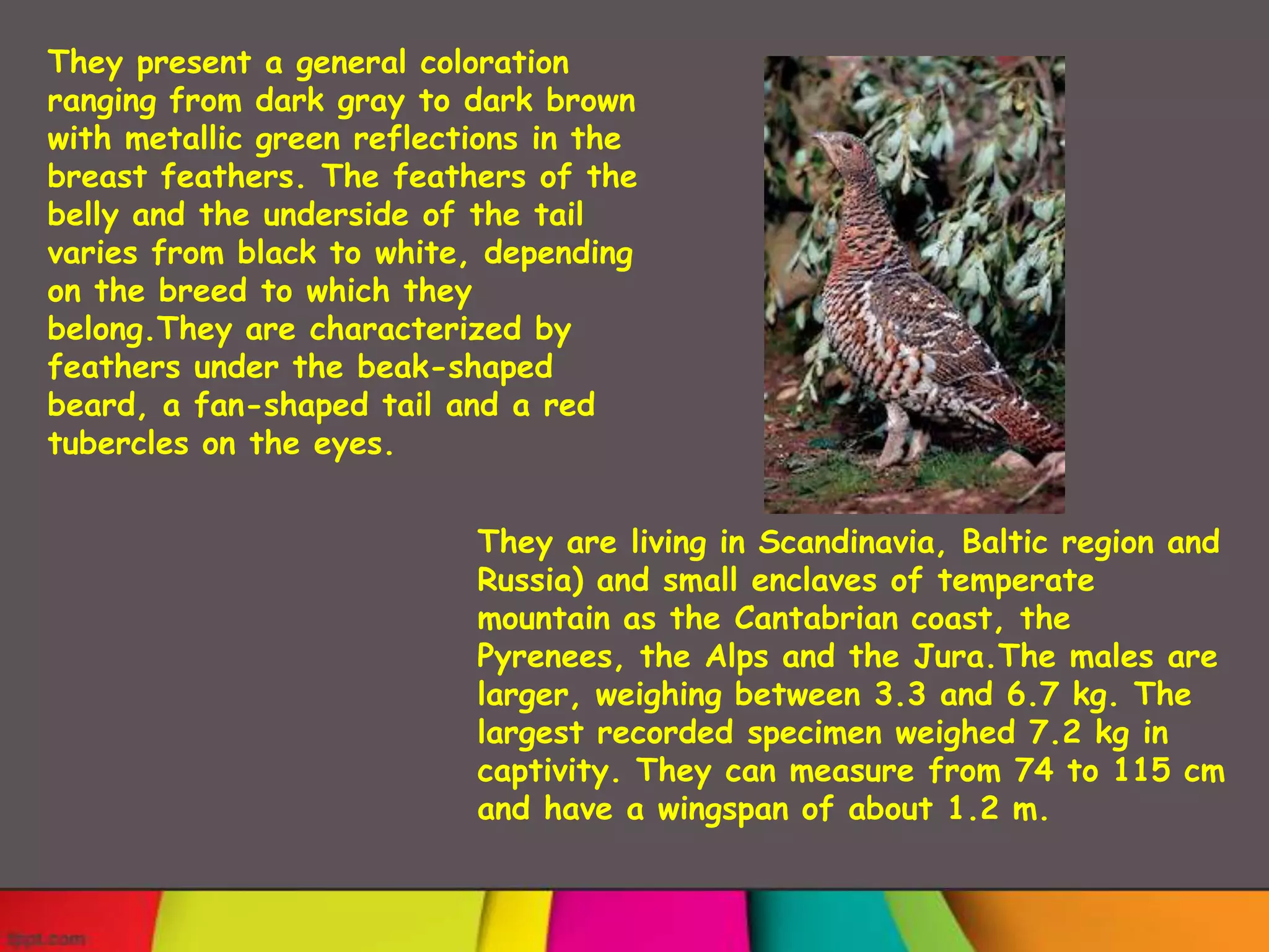 They present a general coloration
ranging from dark gray to dark brown
with metallic green reflections in the
breast feathers. The feathers of the
belly and the underside of the tail
varies from black to white, depending
on the breed to which they
belong.They are characterized by
feathers under the beak-shaped
beard, a fan-shaped tail and a red
tubercles on the eyes.


                           They are living in Scandinavia, Baltic region and
                           Russia) and small enclaves of temperate
                           mountain as the Cantabrian coast, the
                           Pyrenees, the Alps and the Jura.The males are
                           larger, weighing between 3.3 and 6.7 kg. The
                           largest recorded specimen weighed 7.2 kg in
                           captivity. They can measure from 74 to 115 cm
                           and have a wingspan of about 1.2 m.
 
