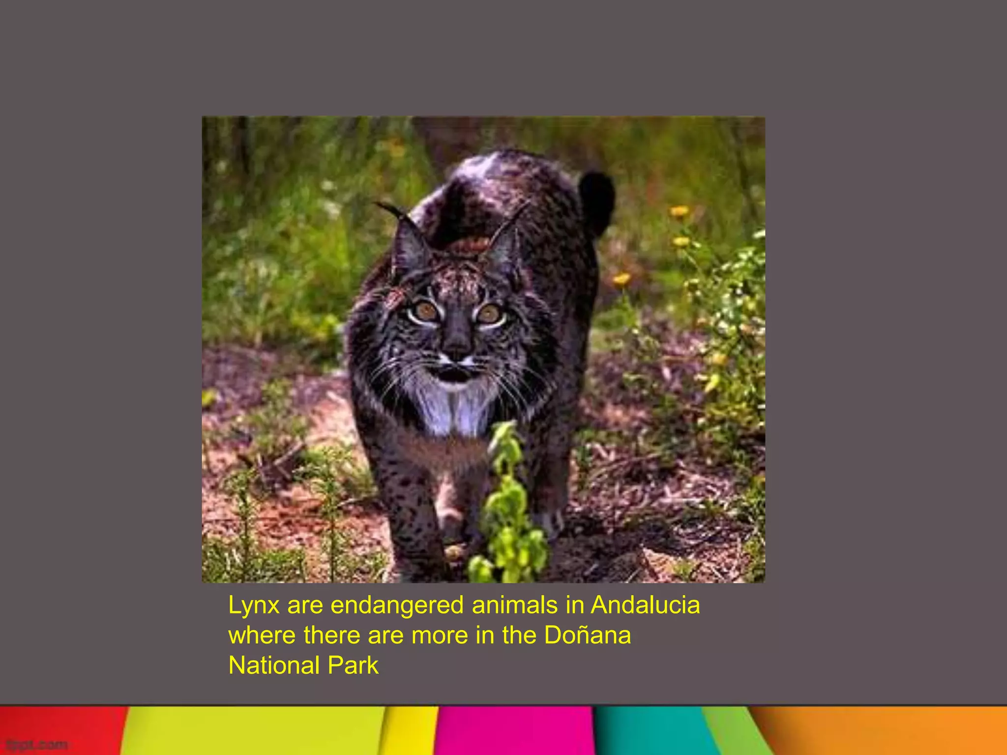 Lynx are endangered animals in Andalucia
where there are more in the Doñana
National Park
 