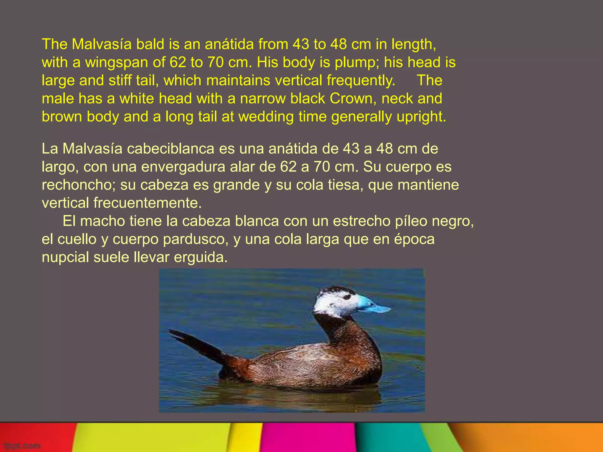 The Malvasía bald is an anátida from 43 to 48 cm in length,
with a wingspan of 62 to 70 cm. His body is plump; his head is
large and stiff tail, which maintains vertical frequently. The
male has a white head with a narrow black Crown, neck and
brown body and a long tail at wedding time generally upright.

La Malvasía cabeciblanca es una anátida de 43 a 48 cm de
largo, con una envergadura alar de 62 a 70 cm. Su cuerpo es
rechoncho; su cabeza es grande y su cola tiesa, que mantiene
vertical frecuentemente.
    El macho tiene la cabeza blanca con un estrecho píleo negro,
el cuello y cuerpo pardusco, y una cola larga que en época
nupcial suele llevar erguida.
 