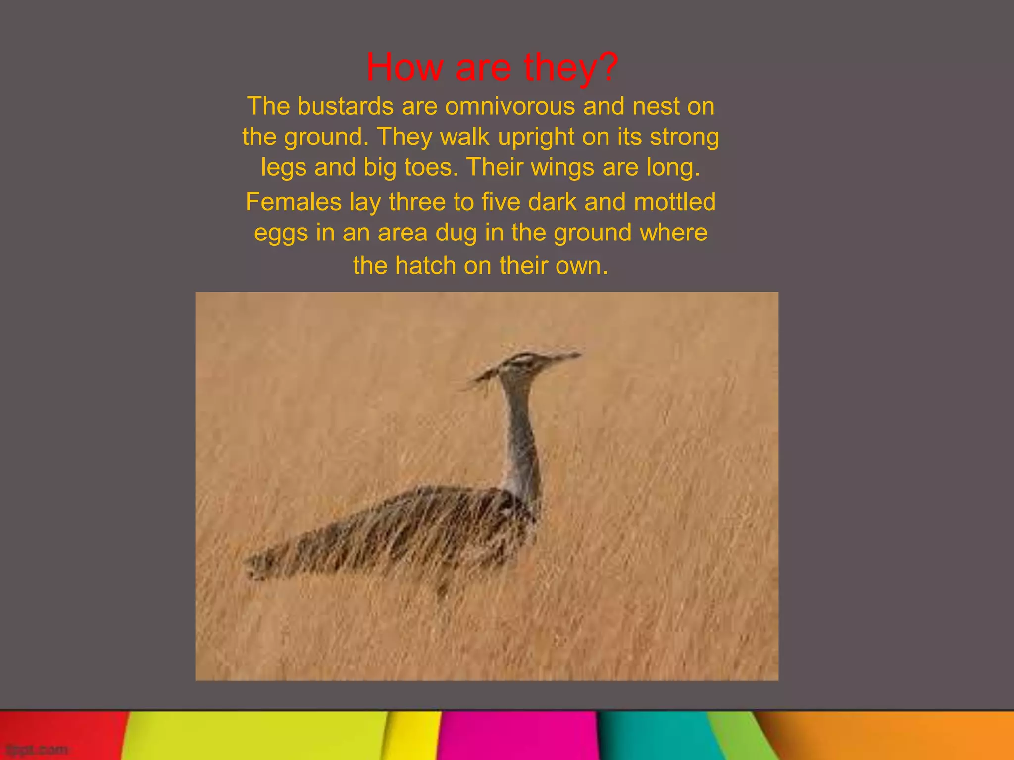 How are they?
 The bustards are omnivorous and nest on
the ground. They walk upright on its strong
  legs and big toes. Their wings are long.
Females lay three to five dark and mottled
 eggs in an area dug in the ground where
          the hatch on their own.
 