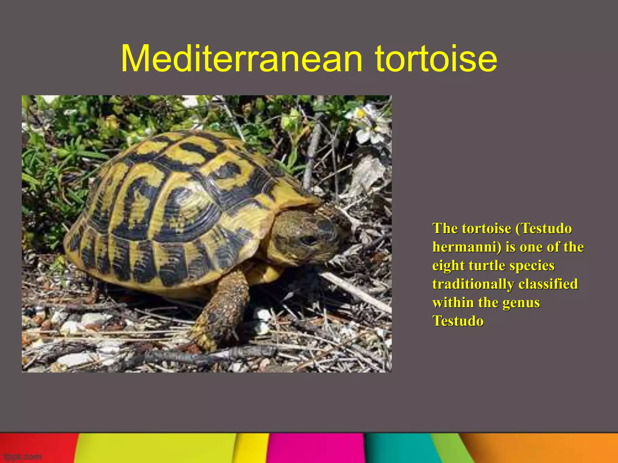 Mediterranean tortoise



                  The tortoise (Testudo
                  hermanni) is one of the
                  eight turtle species
                  traditionally classified
                  within the genus
                  Testudo
 