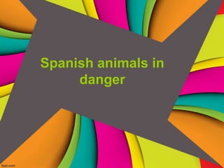 Spanish animals in
     danger
 