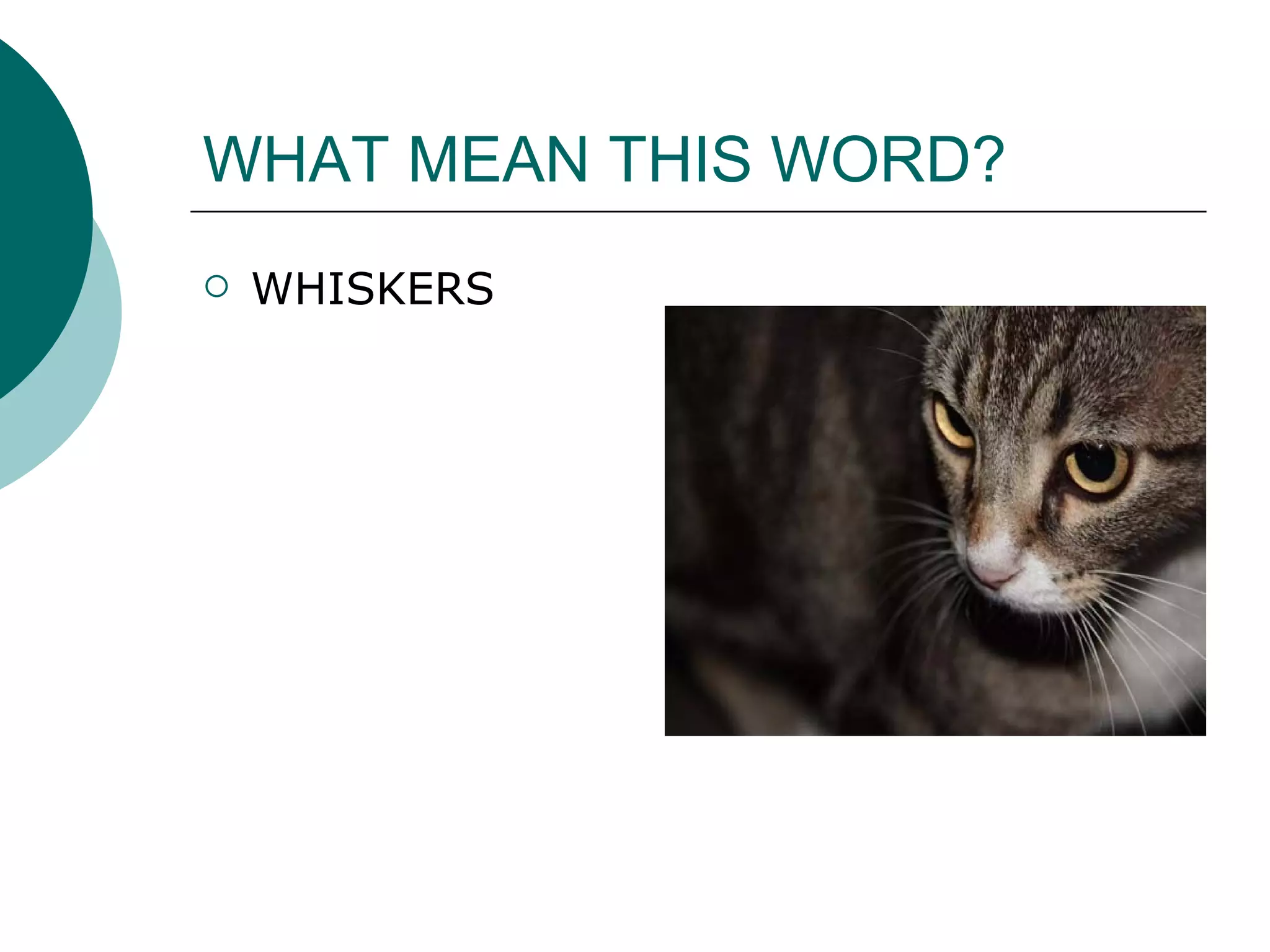 WHAT MEAN THIS WORD? WHISKERS 