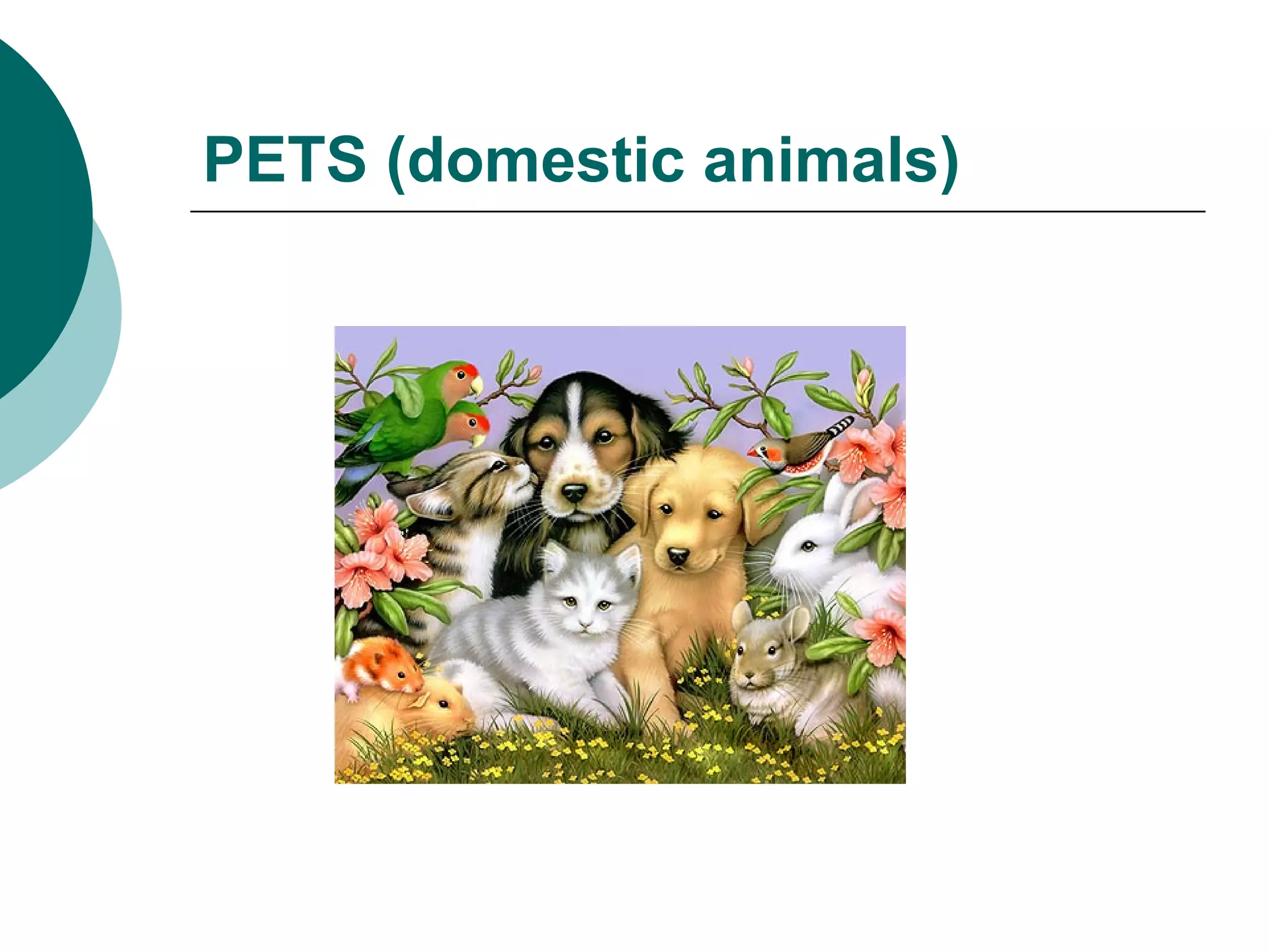 PETS (domestic animals) 