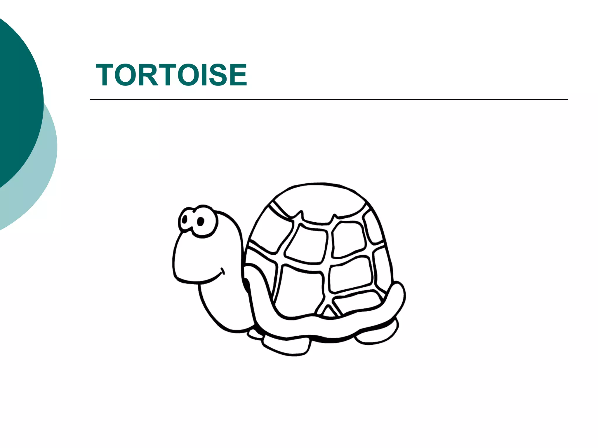 TORTOISE 