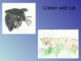 Cretan wild cat
 