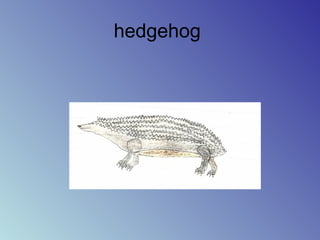hedgehog
 