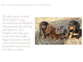 Treatment of Animals in Islam | PPS