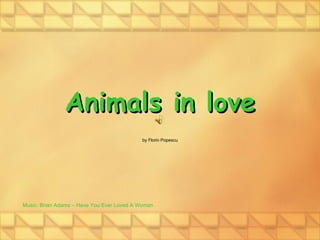 Animals in love by Florin Popescu Music: Brian Adams – Have You Ever Loved A Woman 