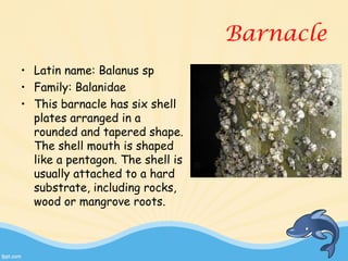Animals in Mangrove_by_Denny Febriansyah | PPT