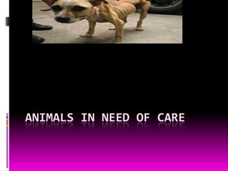 ANIMALS IN NEED OF CARE
 